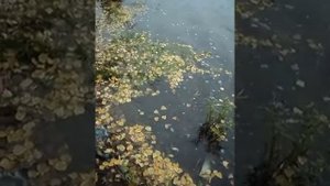 Малёк Карпа- Амура-Толстолобика