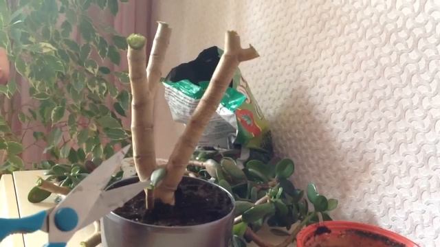 Денежное дерево (крассула). Тотальная обрезка. Часть1.