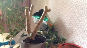 Денежное дерево (крассула). Тотальная обрезка. Часть1.