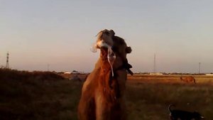 Харкающий верблюд 1