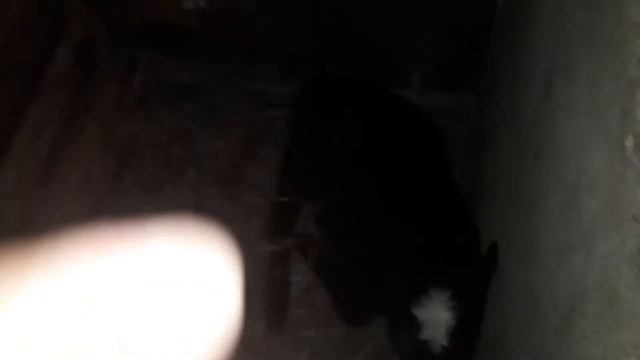 Барашки 1,5 месяца смотреть онлайн