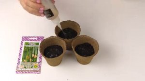 Огурцы на подоконнике ? Городской огурчик