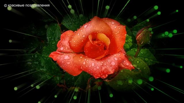 Релакс Музыка для души Цветочные фоны Футажи смотреть онлайн