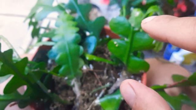 Zig Zag Cactus Tips / Ric Rac Cactus (Epiphyllum anguliger) смотреть онлайн