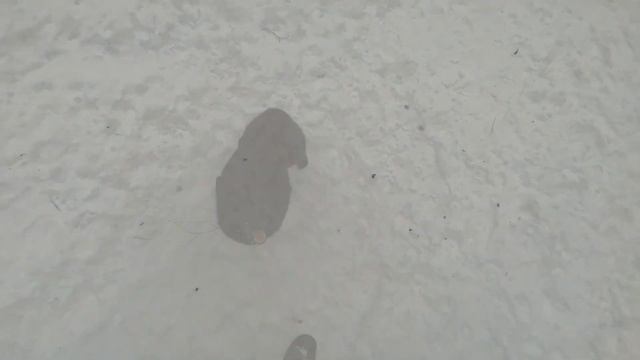 Agility workout with 3 barriers (schipperke Arisha). Шипперке Ариша - работа с тремя барьерами. смотреть онлайн