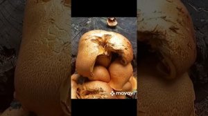 ❗ГИМНОПИЛЫ ЮНОНЫ - СТАЛИ ОГРОМНЫМИ❗