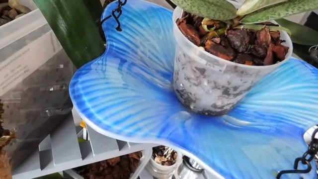 Sunday spotlight: phal. parishii; phal. finleyi (syn stuartiana); phal. pulcherrima var marmorata смотреть онлайн