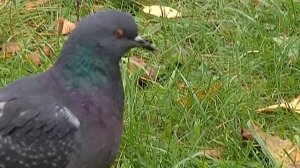 Погода на неделю в Перми