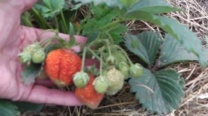 КЛУБНИКА (ЗЕМЛЯНИКА) ДИВНАЯ, ОПИСАНИЕ СОРТА КЛУБНИКИ ДИВНАЯ