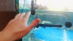 Красноухие черепахи секреты подмены воды. Как подменивать воду