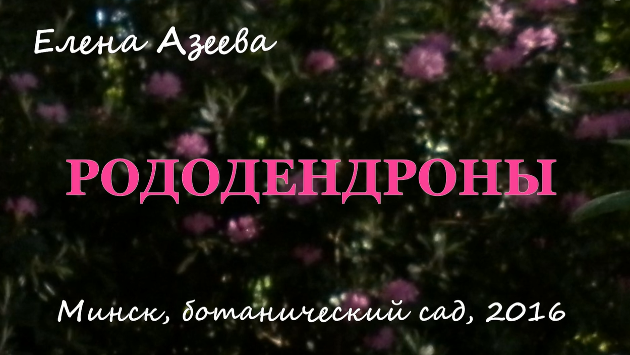 Рододендроны