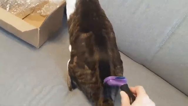 FURminator for Cats😺 First Impression| Обзор ФУРМИНАТОРА для кошек| Ориентальный кот| SUBs 🇬🇧+🇩🇪