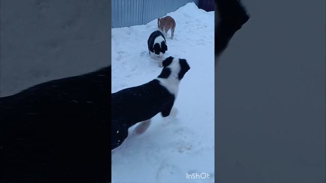 малышки алабайчики