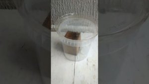 Морение древесины аммиаком