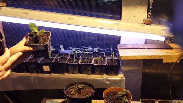 Рассада быстро! Огурцы. Всходы на 2-ой день! смотреть онлайн