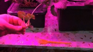 Клубника зимой в домашних условиях