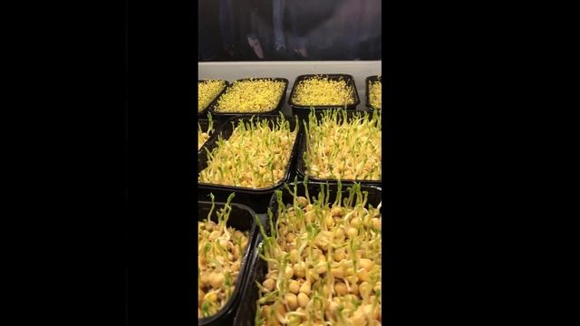 Выращиваем микрозелень гороха без плесени и грибков.
