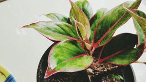 Aglaonema siam aurora / Red lipstick aglaonema / Red chaineese evergreen plant care