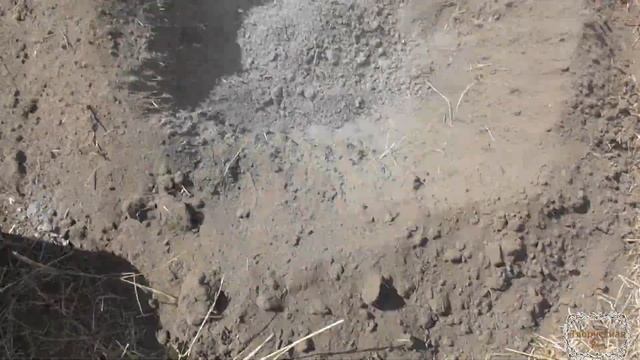 Пересадка сливы. Конец лета. смотреть онлайн