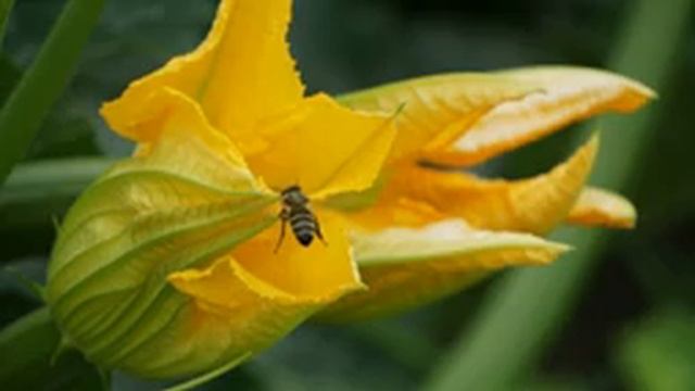 Phacelia Tanacetifolia- growing/seeding/planting/cover crop/ sequence blooming смотреть онлайн