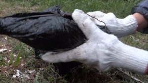 Как выглядит виноград, который шел 6 дней по почте | виноград галбена ноу | кишмиш лучистый |