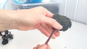 Пересаживаю ФИАЛКИ. Омоложение методом "сноса головы")