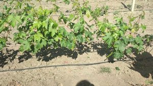 VID_20220604_091850.mp4