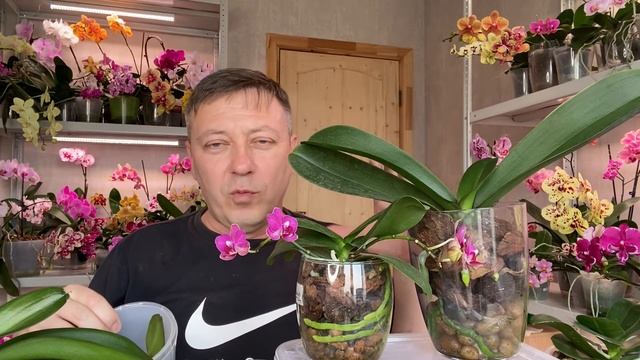 ЭТИ ГОРШКИ УБИЙЦЫ ОРХИДЕИ корни орхидей в них задыхаются
