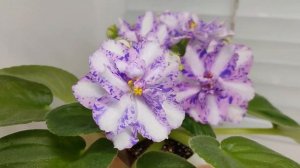 Фиалка химера МК-Ветер Перемен