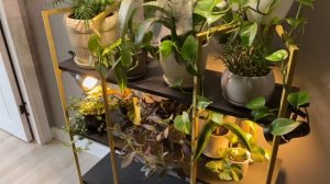 Размещаю растения в интерьере || новый стеллаж, освещение, полки для растений | обзор стеллажа