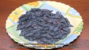 Жимолость Амфора