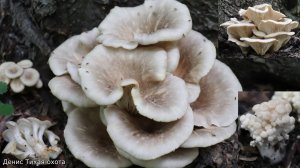 Вешенка рожковидная | Pleurotus cornucopiae