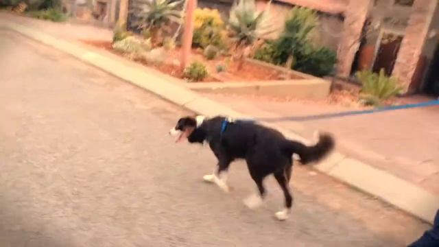 Легкий способ дрессировки собак в домашних условиях смотреть онлайн