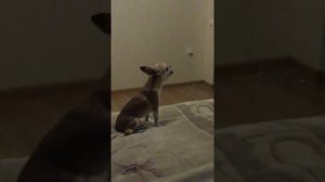 Поющая собака чихуа-хуа