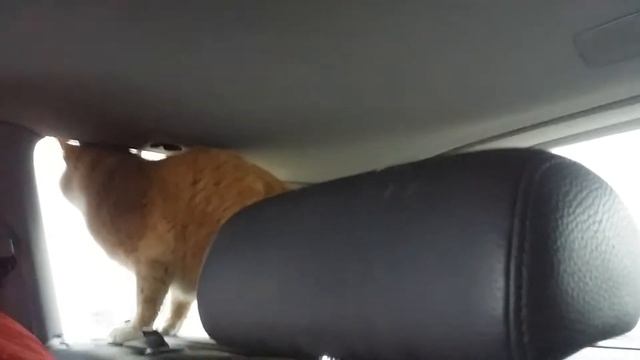 Трудный переезд кота смотреть онлайн