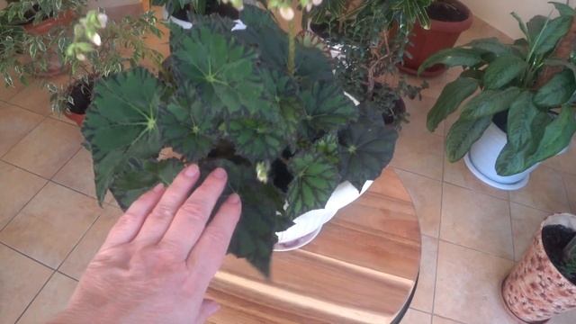 Бегония Декоративно лиственная Соли-Мутата. смотреть онлайн