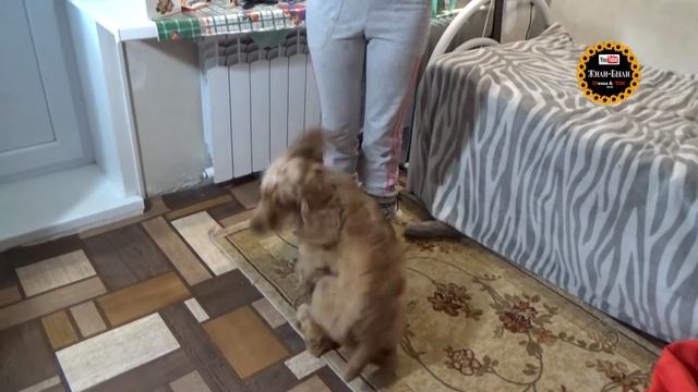 Ричарду 6 месяцев. Наш щенок. Английский кокер спаниель. смотреть онлайн