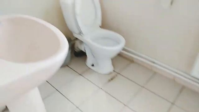 Табрикоти духтари ма?♀️якдигарша мехуран?мохи рамазон рафт? смотреть онлайн