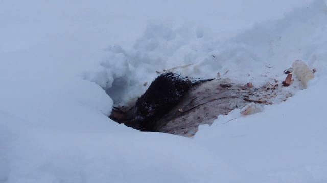 Керженские бобры. Часть 1. Пополнение зимних запасов смотреть онлайн