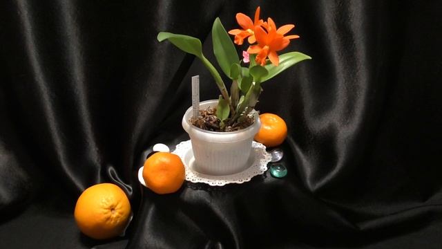 Каттлея для новичка. Blc. Young-Min Orange 'Golden Satisfaction' - яркая "апельсинка" смотреть онлайн