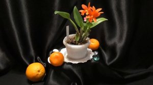 Каттлея для новичка. Blc. Young-Min Orange 'Golden Satisfaction' - яркая "апельсинка"