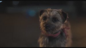 Бродяги (Strays). Трейлер 2023г.