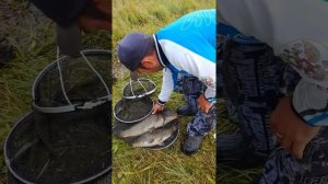 Рыбалка каргат начало августа 2018