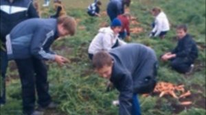 Уборка моркови как убирать и сроки