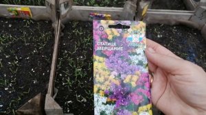 Статица посев, обзор семян