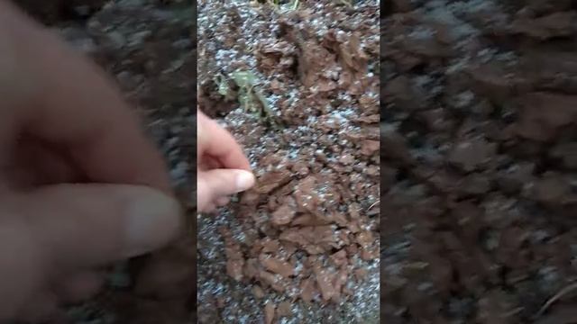 Материализация эфира! Смотреть до конца смотреть онлайн