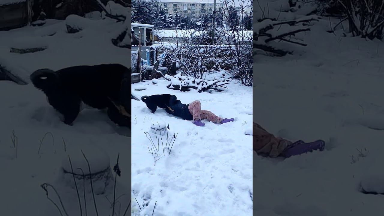 а я кайфую... #виделивидео #моипитомцы #моясобака #doglover #жизньвчастномдоме #catanddog