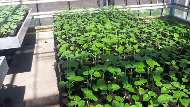 Уход за саженцами Павловнии в теплицах Павловния Энерджи. смотреть онлайн