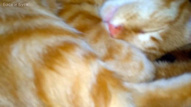 Спокойной ночи малыши. Кот забавно спит. Смешной кот Бася смотреть онлайн