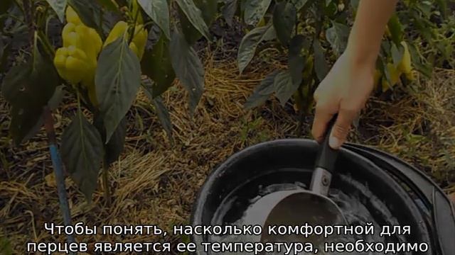 Как поливать перец в открытом грунте?